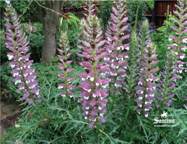 02 lan tay acanthus spinosus