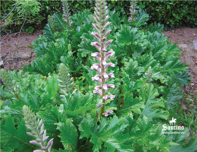 03 lan tay acanthus mollis
